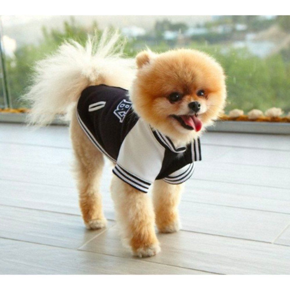 Napoleon Designer Stadium Dog Jacket HOST PICK!